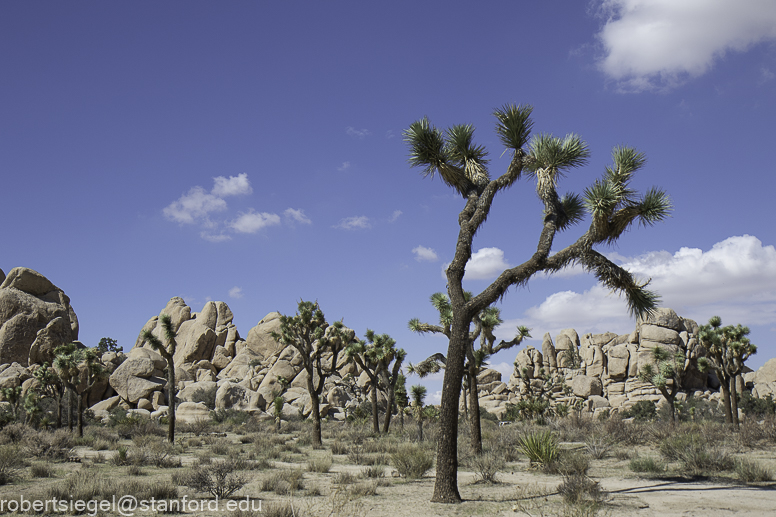 Desert Biogeography of Joshua Tree National Park